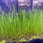 Buy now Aquarium Plant S.e,e,ds. not Fish Tank Aritificial Plastic Plant,10gram Mini-Leaf+8grame Long Hair Grass Fresh Water Carpet Decor at indiglob india