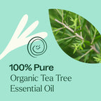 Buy now Plant Therapy Organic Tea Tree Oil (Melaleuca) 100% Pure, USDA Certified Organic, Undiluted, Natural Aromatherapy, Therapeutic Grade 30 mL (1 oz) at indiglob india
