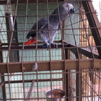 Buy now Pet Bird Leash Parrot Foot Chain Stainless Steel 304 Anklet Ring (Model 15, 14.5mm) at indiglob india