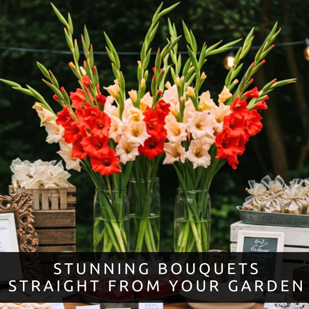 10 Gladiolus Bulbs, Mixed Colors - Sword Lily, Easy to Grow Perennial Garden or Container Flowers