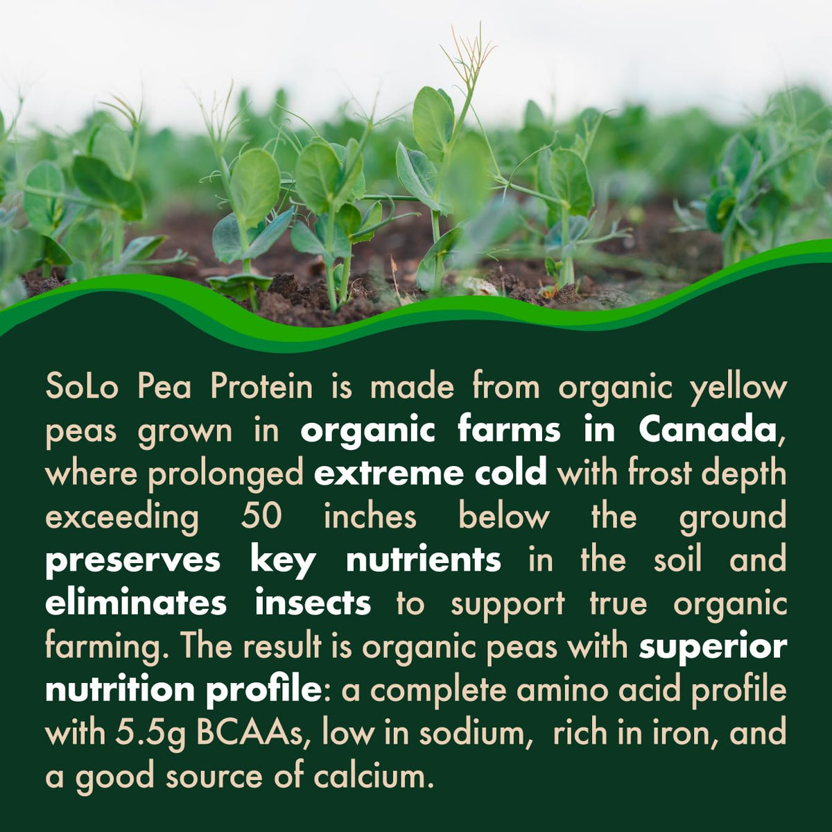 SOLO Organic Pea Protein Isolate, Unflavored Vegan Protein Powder (2.7 lbs)
