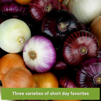 Sow Right Seeds - Short Day Onion Seed Collection for Planting Home Garden
