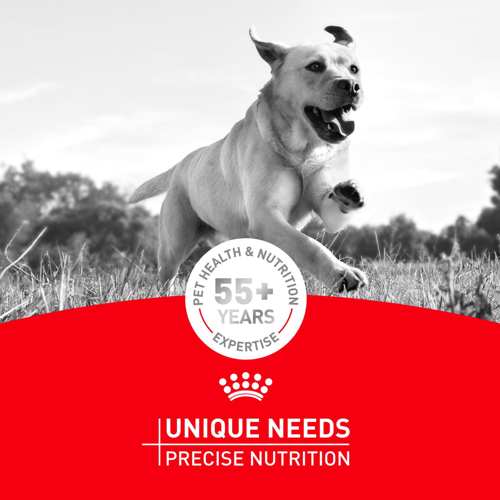 ROYAL CANIN Miniature Schnauzer Adult Dry Dog Food, 10 lb Bag