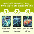 Uvola Milk Thistle Liver Detox - 100% Natural Vegan Support - 60 Capsules | Official Brand, Silymarin, 8 In 1 Blend, Non-GMO, Gluten-Free, Soy-Free, Antioxidant Support, Health Detox