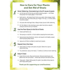 Kate's Garden Plant Spray for Insects & Getting Rid of Gnats (16oz)