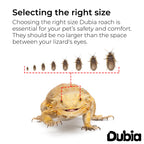200 Medium 3/4 Inch Dubia Roaches Live, Ideal for Amphibians & Invertebrates, Nutritious & Easy to Keep Live Cockroaches, Perfect for Reptiles, Birds, Rodents, Fish, and More