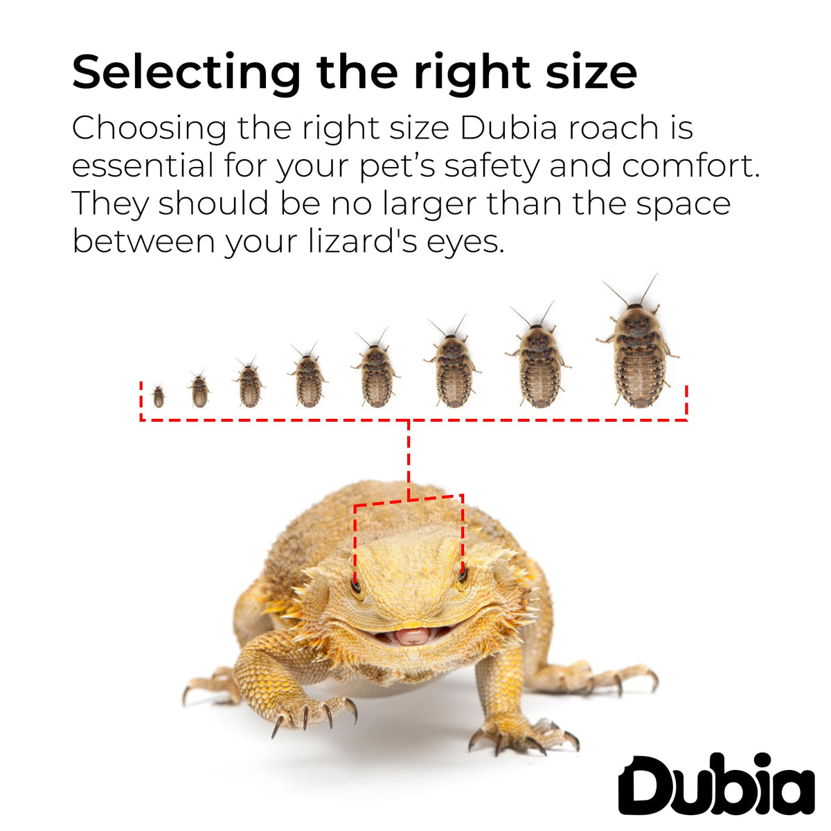 200 Medium 3/4 Inch Dubia Roaches Live, Ideal for Amphibians & Invertebrates, Nutritious & Easy to Keep Live Cockroaches, Perfect for Reptiles, Birds, Rodents, Fish, and More