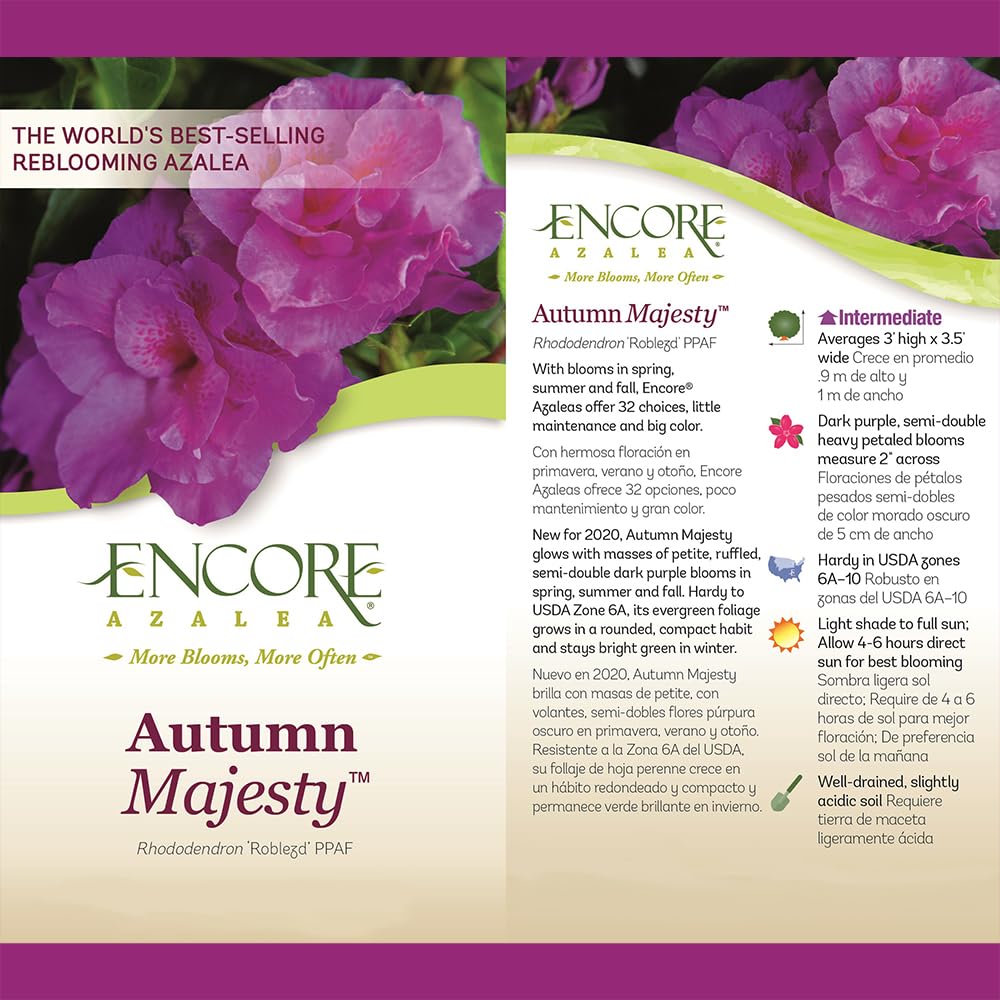 Encore Azalea 1 Gal. Autumn Majesty Shrub