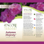 Encore Azalea 1 Gal. Autumn Majesty Shrub