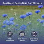 Bachelor Button Seeds – Blue Cornflower – 5,500+ Seeds – 1 oz Bulk Extra Large Resealable Packet – Open-Pollinated Centaurea cyanus Wildflower Seeds