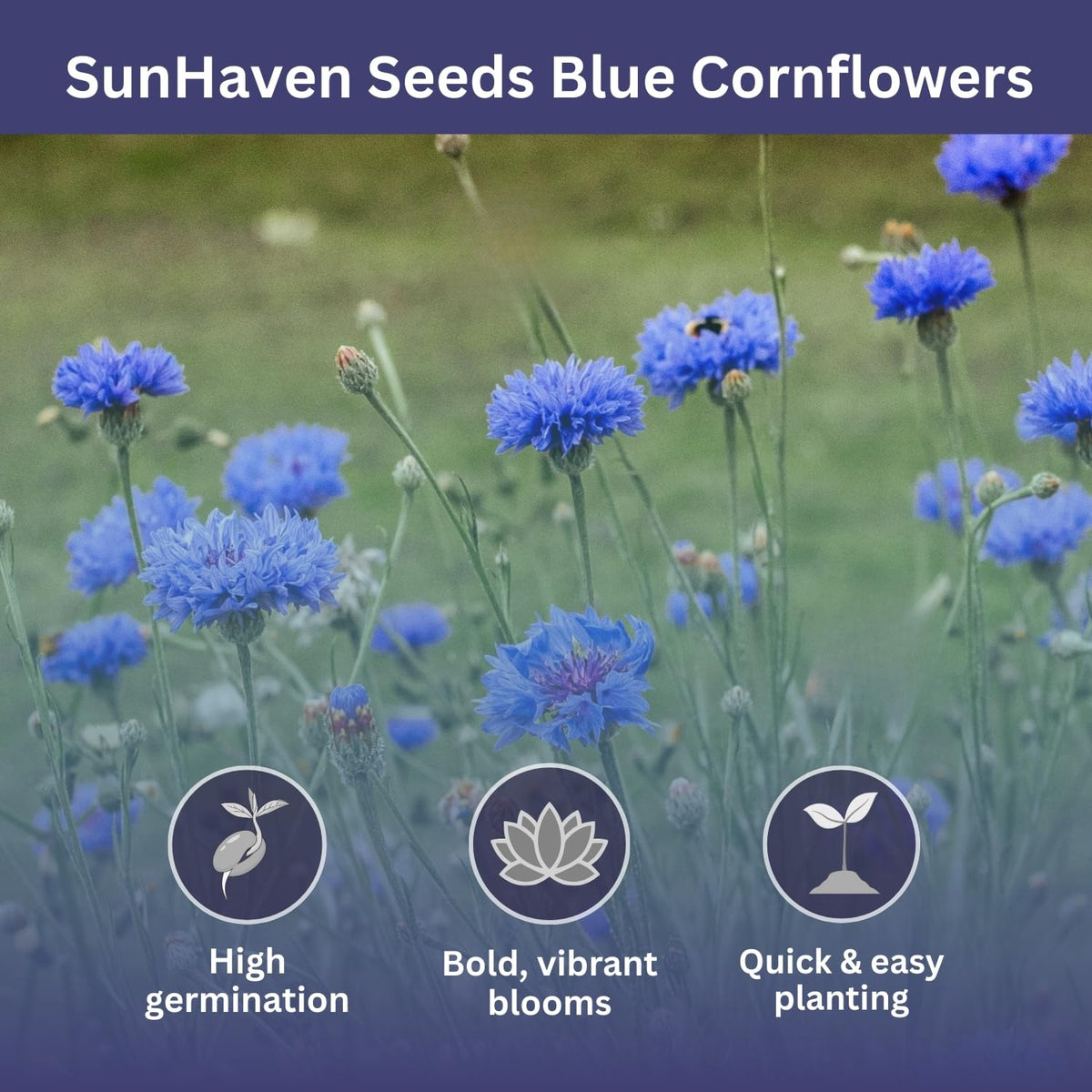 Bachelor Button Seeds – Blue Cornflower – 5,500+ Seeds – 1 oz Bulk Extra Large Resealable Packet – Open-Pollinated Centaurea cyanus Wildflower Seeds