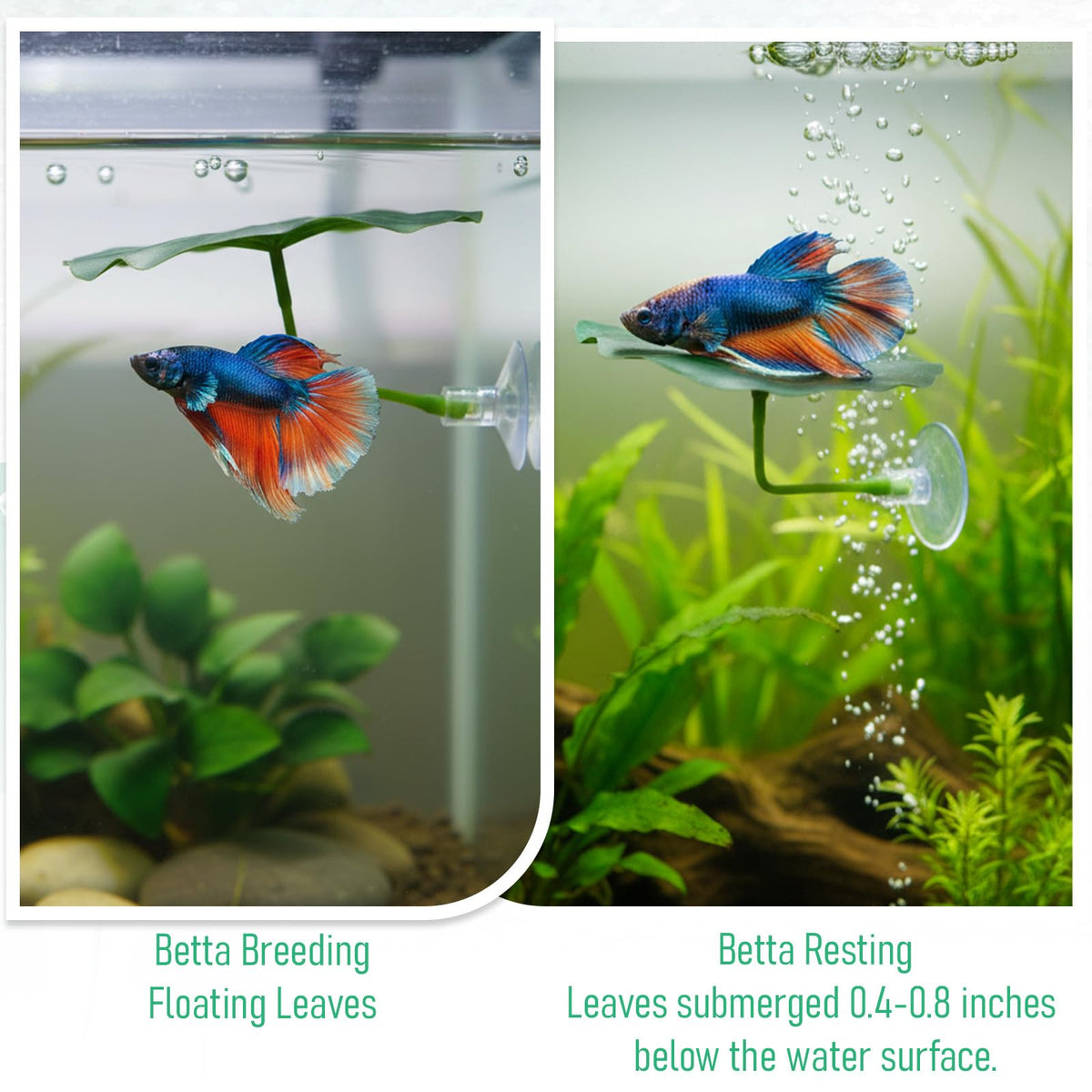 3 Pcs Betta Fish Leaf Hammock, Betta Fish Practical Resting Spot Bettas Suction Cup Tank Decor Green Hammock Plant Leaf Pad Fishes Breeding Resting Bed for Fishes Aquarium Decoration Ornaments