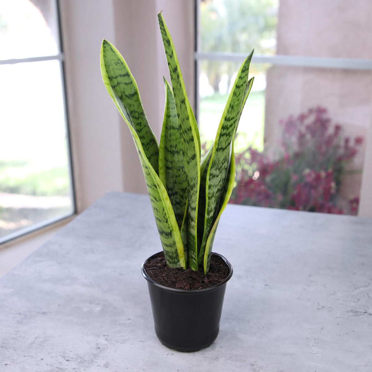 Altman Plants Live Snake Plant (Laurentii), Virtually Indestructible, Easy Succulent Houseplant, 4 in Pot