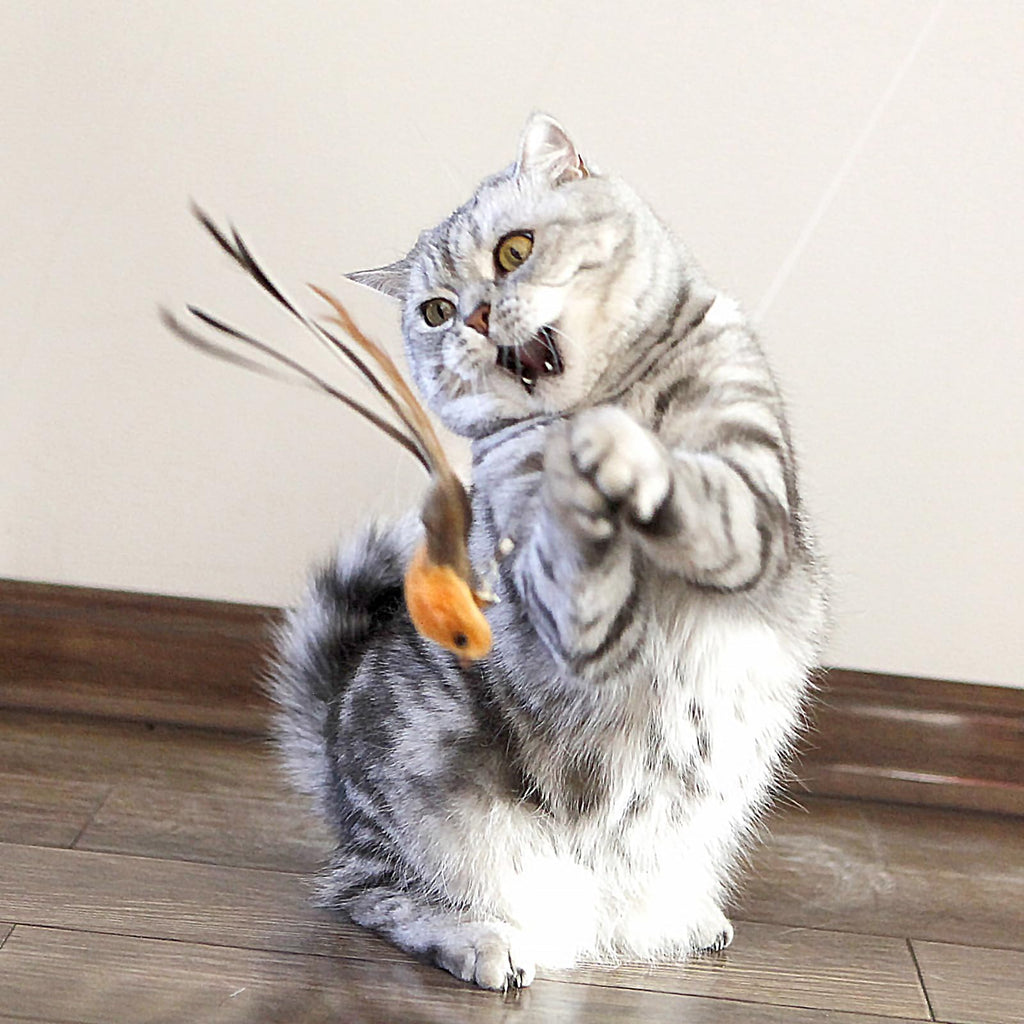 miwoowim Interactive Cat Wand Toy Set, 2 Telescopic Rods & 11 Attachments