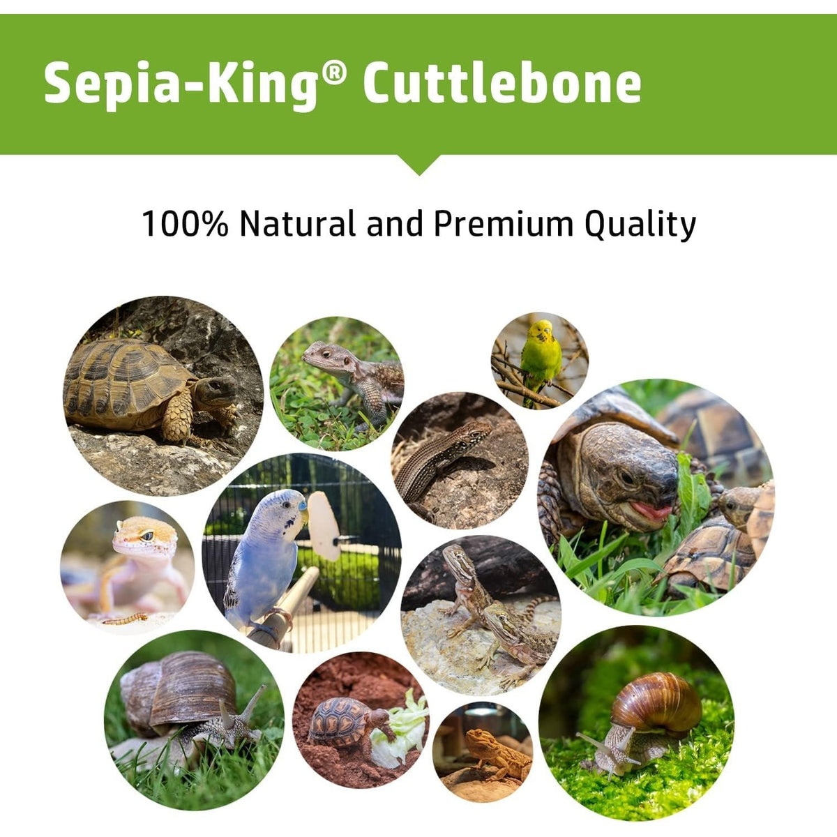 Sepia King - Medium - 100% Natural Calcium Supplement - Premium Cuttlebone Perfect for Birds, Tortoises, Snails, Reptiles - 12 Pack