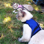 Buy now PETTOM Bunny Rabbit Harness with Stretchy Leash Cute Adjustable Buckle Breathable Mesh Vest for Kitten Small Pets Walking (Blue,S) at indiglob india