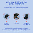 Turmeric Chews for Dogs, Anti-Inflammatory Supplement for Dog Joint Support