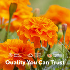 Micro Ingredients Lutein Zeaxanthin 40mg Per Serving | Omega-3 DHA + EPA | 4-in-1 Lutein Complex with Astaxanthin & Phospholipids | From Marigold Flower Extract | 240 Softgels