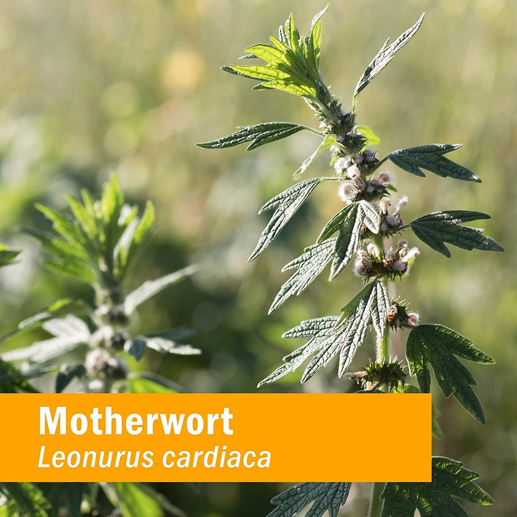 Buy now Herb Pharm Certified Organic Motherwort Liquid Extract for Endocrine System Support - 1 Ounce at indiglob india