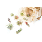 Air Plant Shop 12 Pack Assorted Ionantha Air Plants - Wholesale and Bulk - Succulents - Live Tillandsia - Easy Care Indoor and Outdoor House Plants
