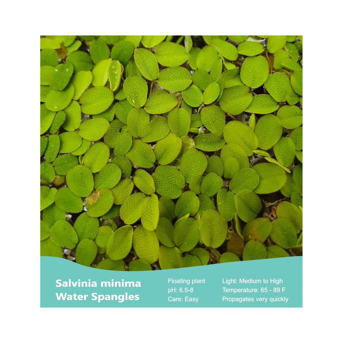 60+ Leaves Water Spangles - Salvinia Minima Floating Live Aquarium Plants