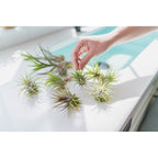 Air Plant Shop 12 Pack Assorted Ionantha Air Plants - Wholesale and Bulk - Succulents - Live Tillandsia - Easy Care Indoor and Outdoor House Plants