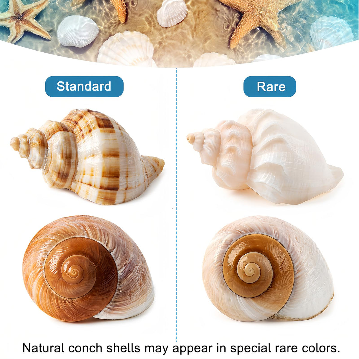 5PCS Large Hermit Crab Shells 2.8"-4" Seashells, Opening 1.5"-2.5"
