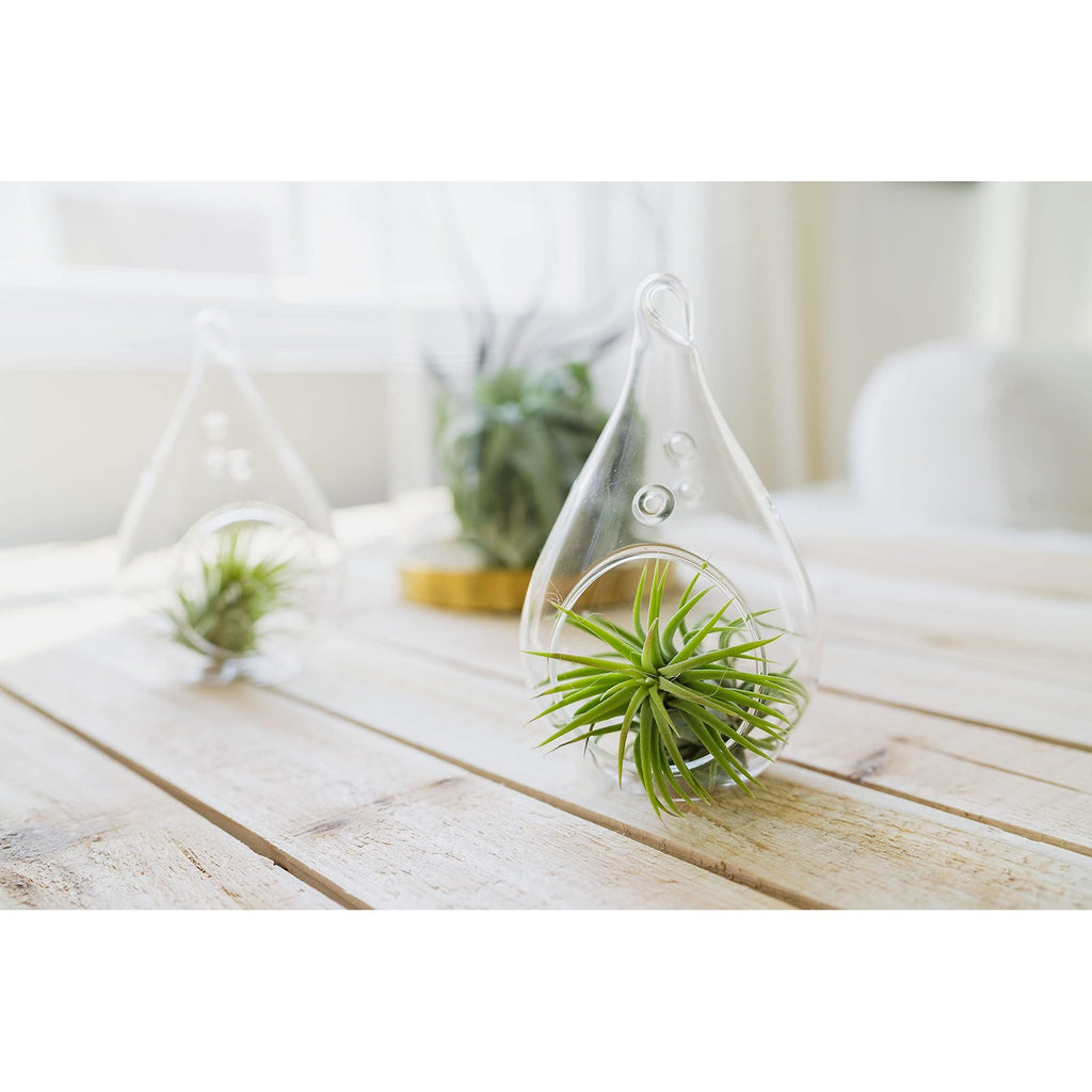Air Plant Shop 12 Pack Assorted Ionantha Air Plants - Wholesale and Bulk - Succulents - Live Tillandsia - Easy Care Indoor and Outdoor House Plants