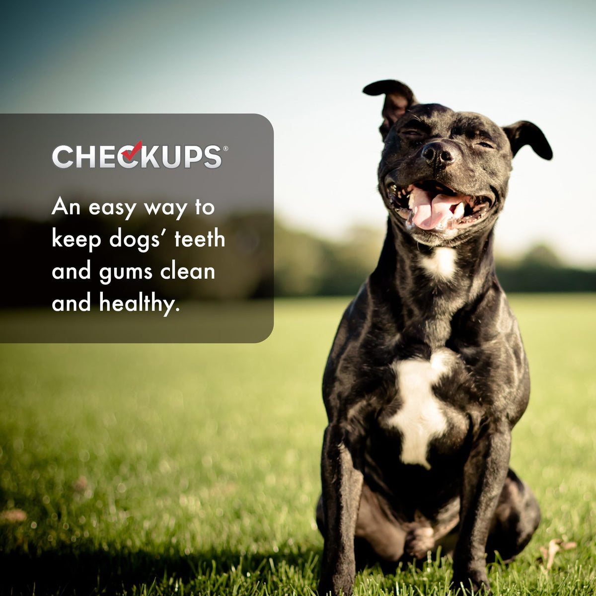 Checkups Dental Dog Treats for Oral Care, Fresh Breath & Plaque Control - 24 Treats, 48 oz. (2 Pack) - Delicious Chews for Happy and Healthy Dogs
