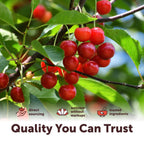 Micro Ingredients USDA Organic Tart Cherry Powder, 4oz | Raw Superfood