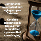 Catalase: Antioxidant Enzyme Delayed-Release For Hair And Skin