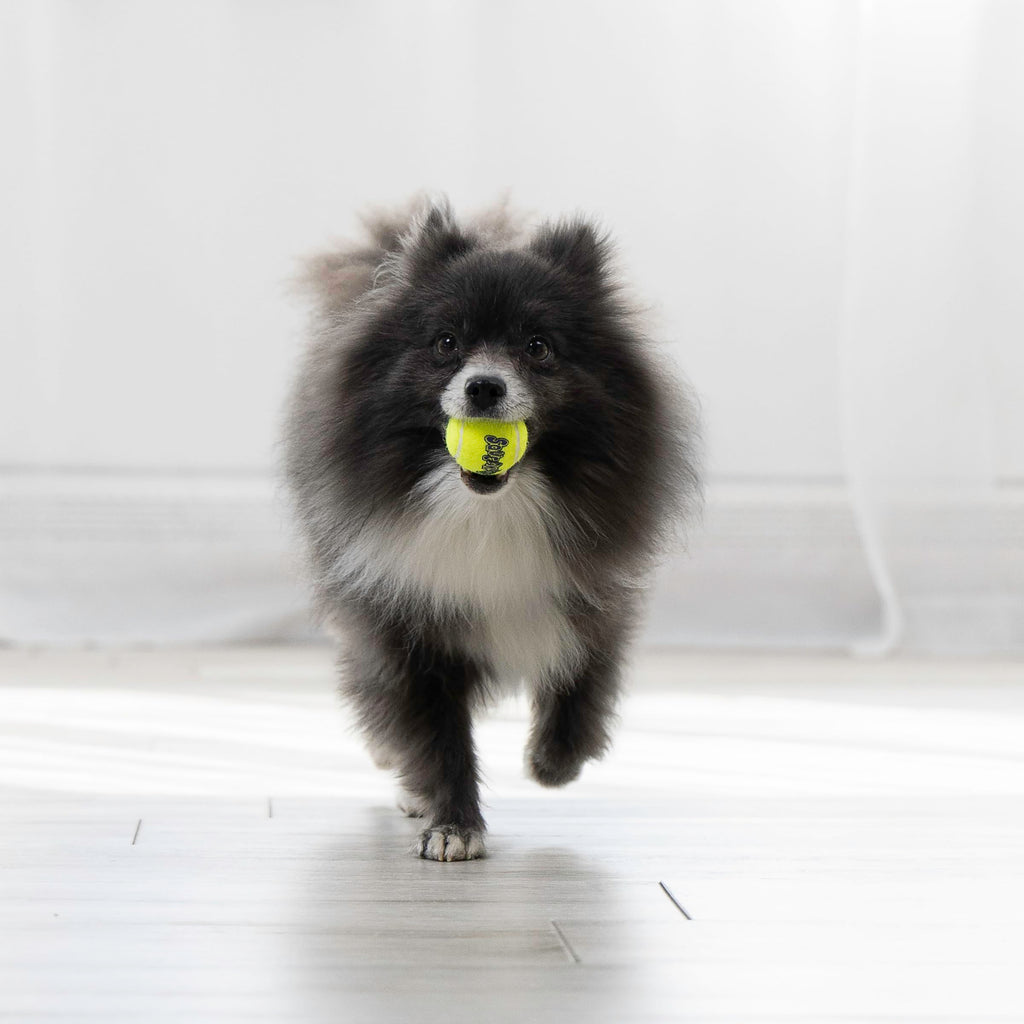 KONG - Squeakair Ball - Dog Toy Premium Squeak Tennis Ball, Gentle on Teeth (X-Small (6 Pack))