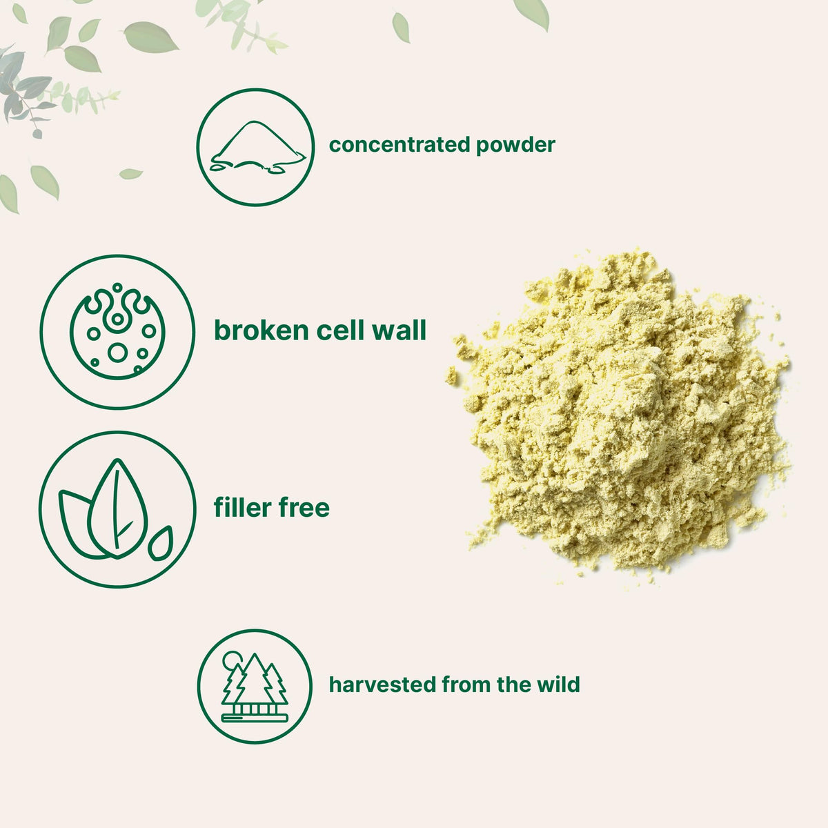 Pure Pine Pollen Powder, 6 Ounce, Wild Harvest an Broken Cell Wall, Supports Immune System Health, Boosts Energy, Antioxidant & Androgenic, No GMOs, Vegan Friendly