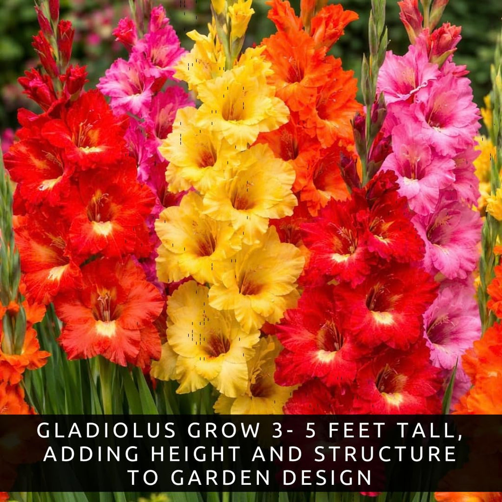 10 Gladiolus Bulbs, Mixed Colors - Sword Lily, Easy to Grow Perennial Garden or Container Flowers
