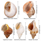 5PCS Large Hermit Crab Shells 2.8"-4" Seashells, Opening 1.5"-2.5"