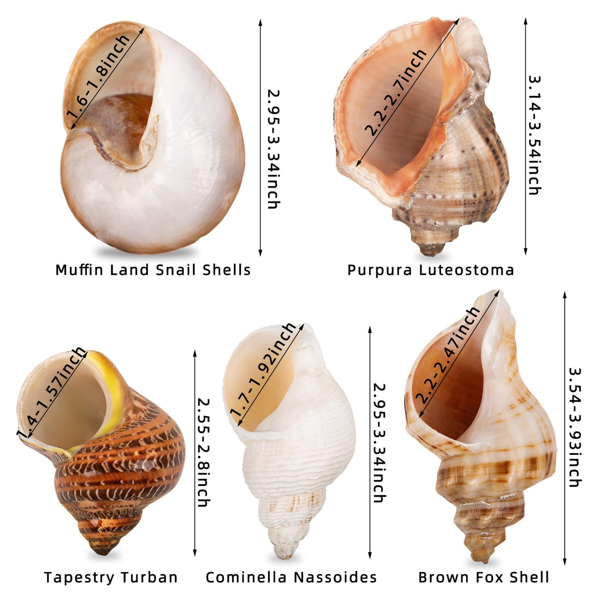 5PCS Large Hermit Crab Shells 2.8"-4" Seashells, Opening 1.5"-2.5"