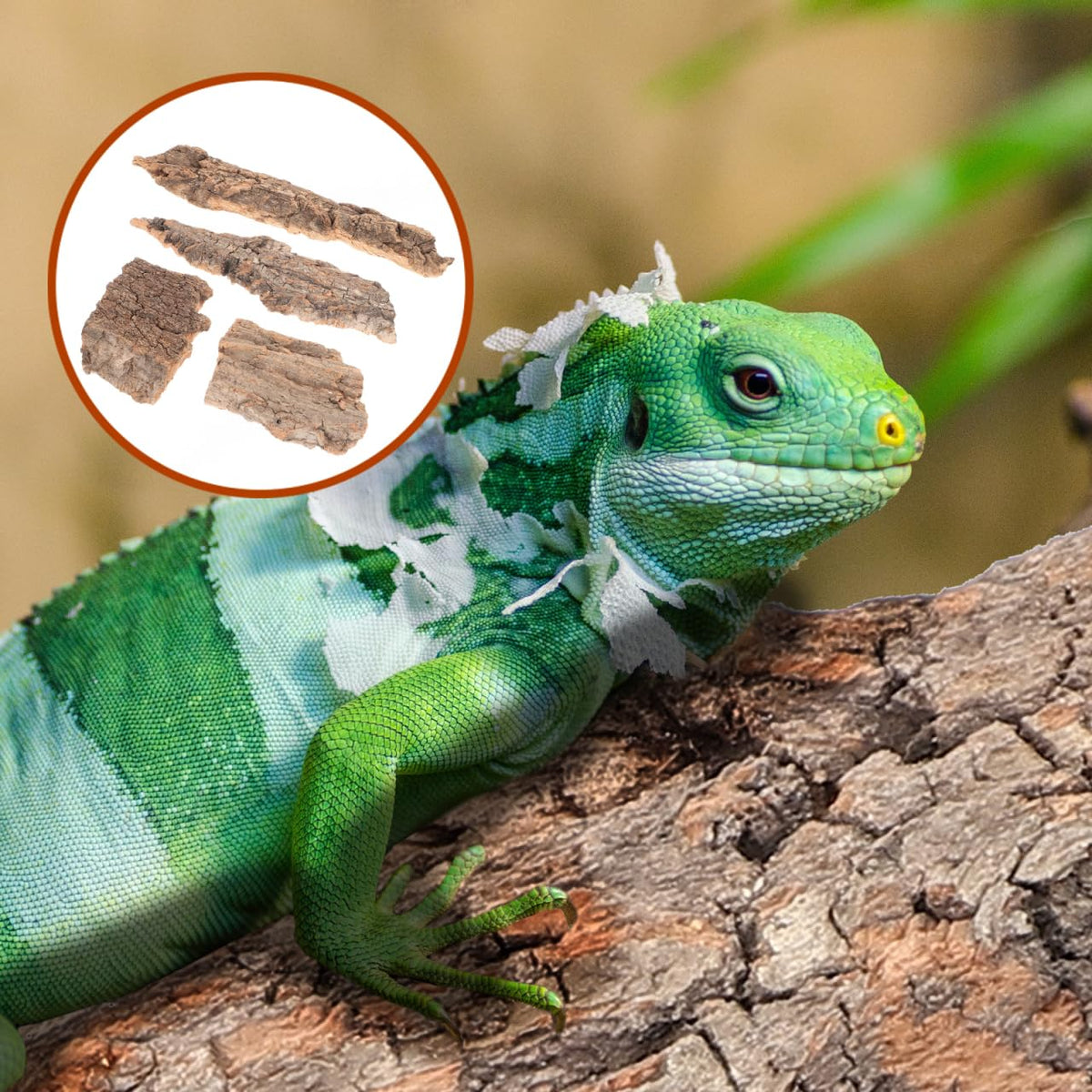 IMIKEYA 4Pcs Reptile Tree Bark Reptile Hides: Natural Wood Cork Bark Gecko Hide Small Climbing Barks Terrarium Decor Lizard Geckos Tortoise Birdcage Tank Accessories Water Tube Landscaping
