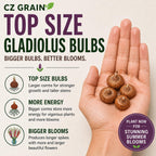 10 Gladiolus Bulbs, Mixed Colors - Sword Lily, Easy to Grow Perennial Garden or Container Flowers