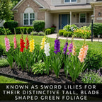 10 Gladiolus Bulbs, Mixed Colors - Sword Lily, Easy to Grow Perennial Garden or Container Flowers
