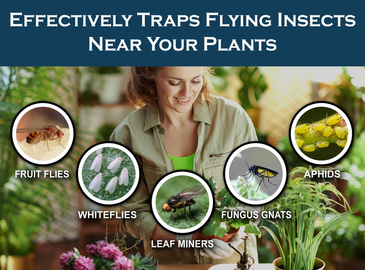 MaxGuard (20 Pack) Yellow Sticky Hanging Traps - Catch and Kill Fungus Gnats, Whiteflies, Mosquitos, Aphids, Leaf Miners, Flying Insect Catcher Glue Trappers for Indoor or Outdoor