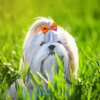 Small Dog Hair Bows with Rubber Bands for Small Medium Dogs