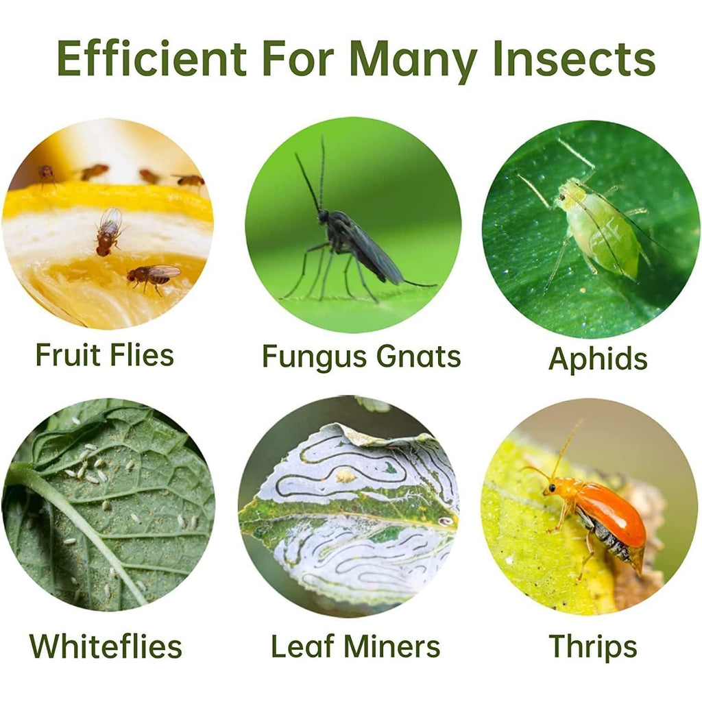 Buy now 36 Pack Fruit Fly Traps for Indoors, Gnat Traps for House Indoor, Sticky Traps Fungus Gnats Killer for Mosquito and Flying Insects, Bug Pest Insect Catcher Killer for Houseplant at indiglob india