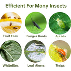 Buy now 36 Pack Fruit Fly Traps for Indoors, Gnat Traps for House Indoor, Sticky Traps Fungus Gnats Killer for Mosquito and Flying Insects, Bug Pest Insect Catcher Killer for Houseplant at indiglob india