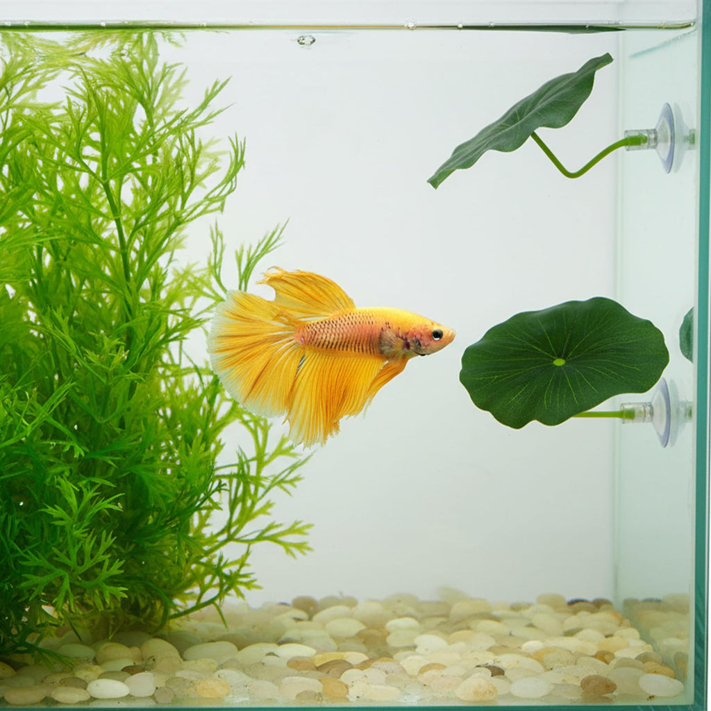 3 Pcs Betta Fish Leaf Hammock, Betta Fish Practical Resting Spot Bettas Suction Cup Tank Decor Green Hammock Plant Leaf Pad Fishes Breeding Resting Bed for Fishes Aquarium Decoration Ornaments
