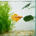 3 Pcs Betta Fish Leaf Hammock, Betta Fish Practical Resting Spot Bettas Suction Cup Tank Decor Green Hammock Plant Leaf Pad Fishes Breeding Resting Bed for Fishes Aquarium Decoration Ornaments