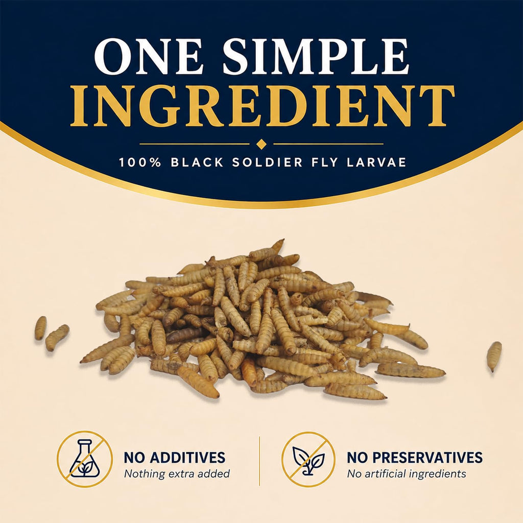 Classic Flock 10LB Dried Black Soldier Fly Larvae for Chickens High Calcium