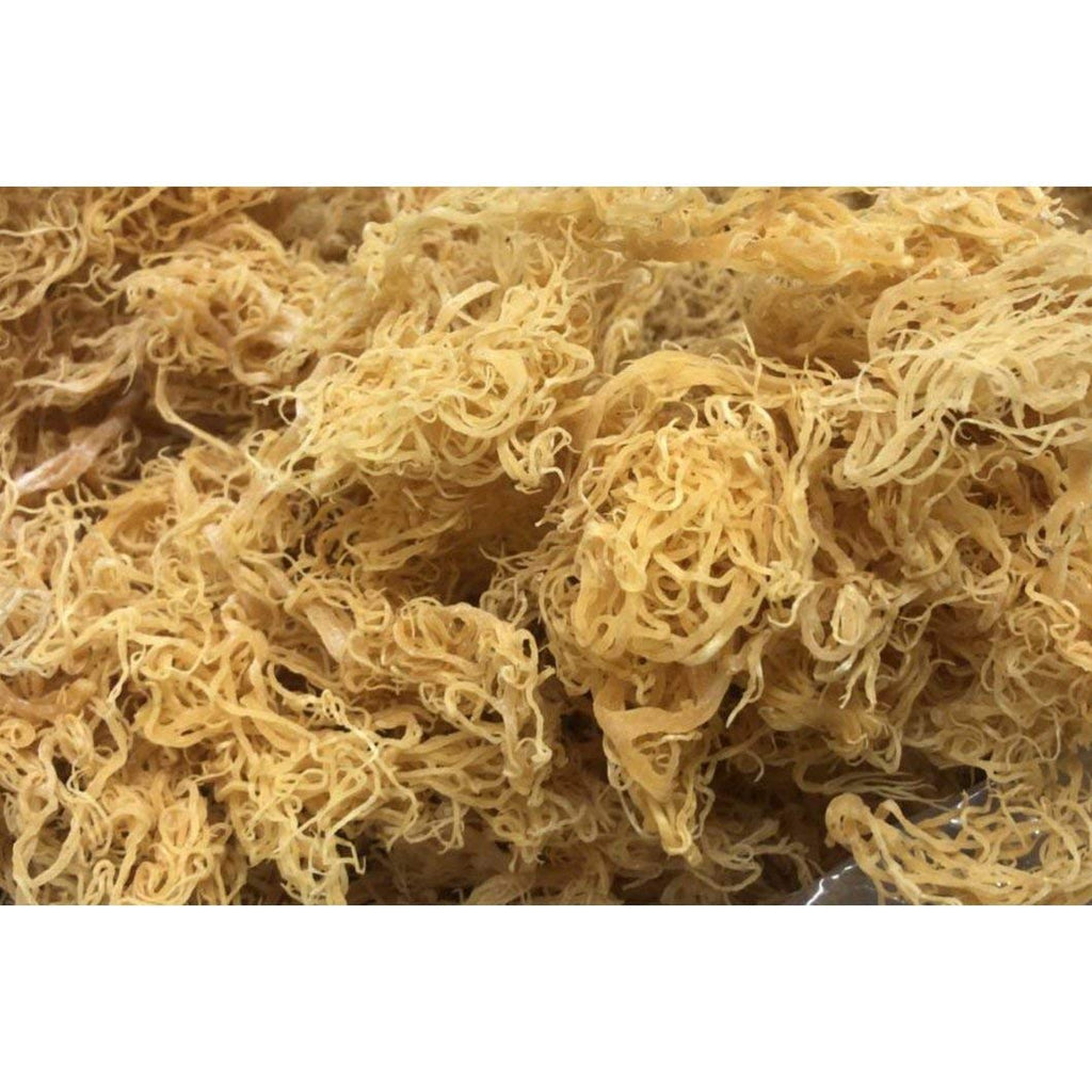 Buy now Wildcrafted Gold Irish Moss- Organic,Raw,Vegan Imported From St.Lucia,50 Grams,1.76 Ounce (Pack of 1) at indiglob india