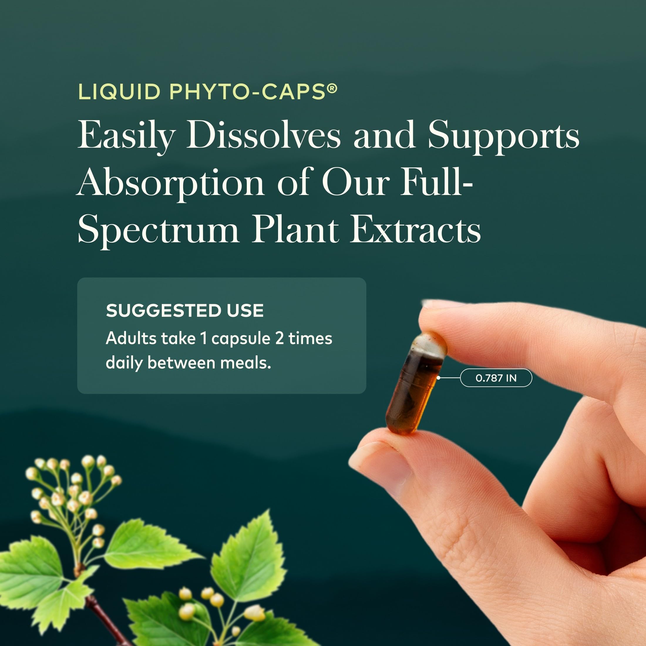 Gaia Herbs Rhodiola Rosea - Stress Support Supplement Traditionally for Supporting Healthy Stamina & Endurance* - with Siberian Rhodiola Root Extract - 60 Vegan Liquid Phyto-Caps (60 Servings)