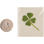 Buy now Genuine Real 4 Four-Leaf Clover Green Irish Shamrock St. Patric's Day Luucky Charm Pressed Flower Stuff for Favours Supplies DIY Crafts Handmade Art Materials Medium at indiglob india