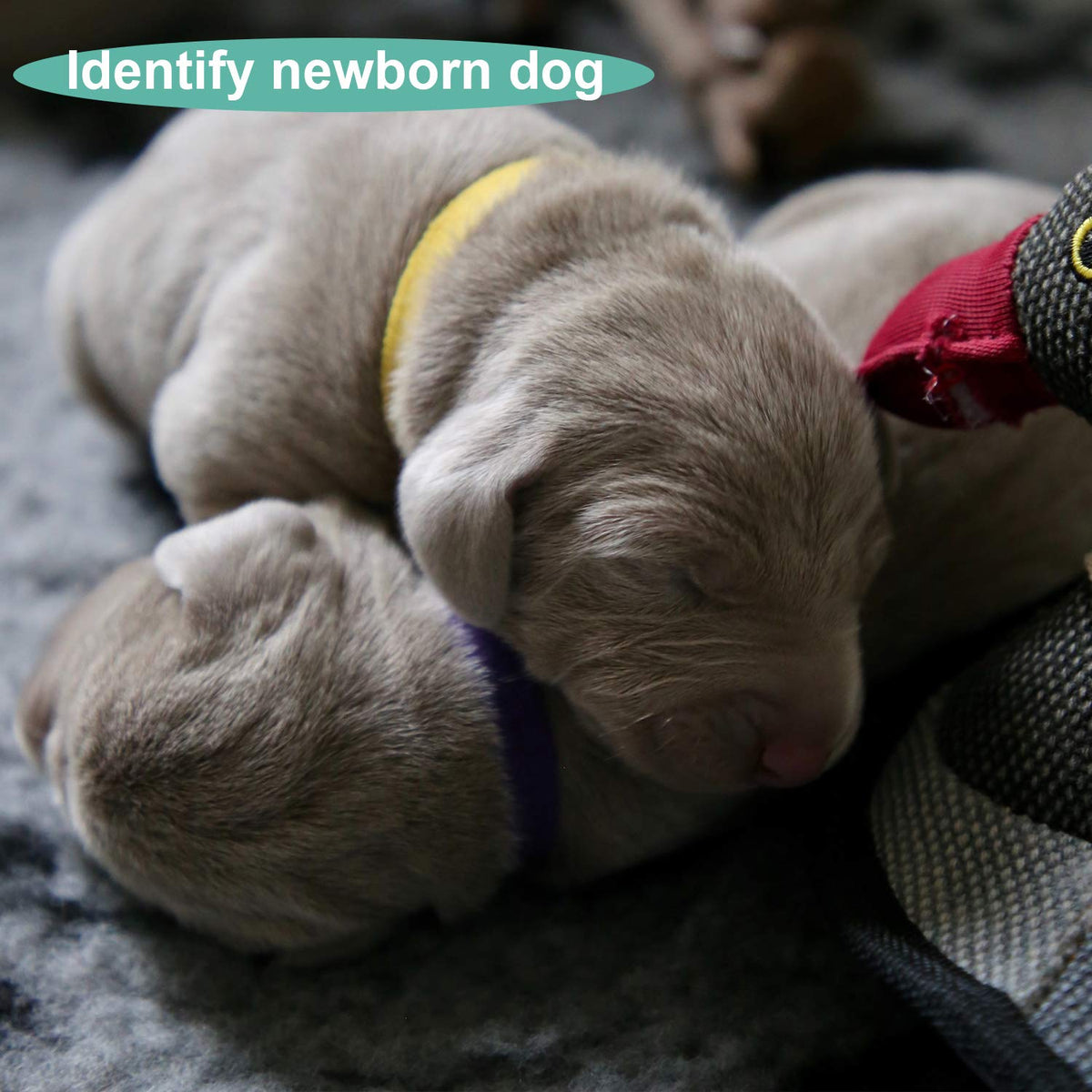 Luter 15 Colors 20x1cm Puppy Collars, Soft Adjustable Whelping Collars